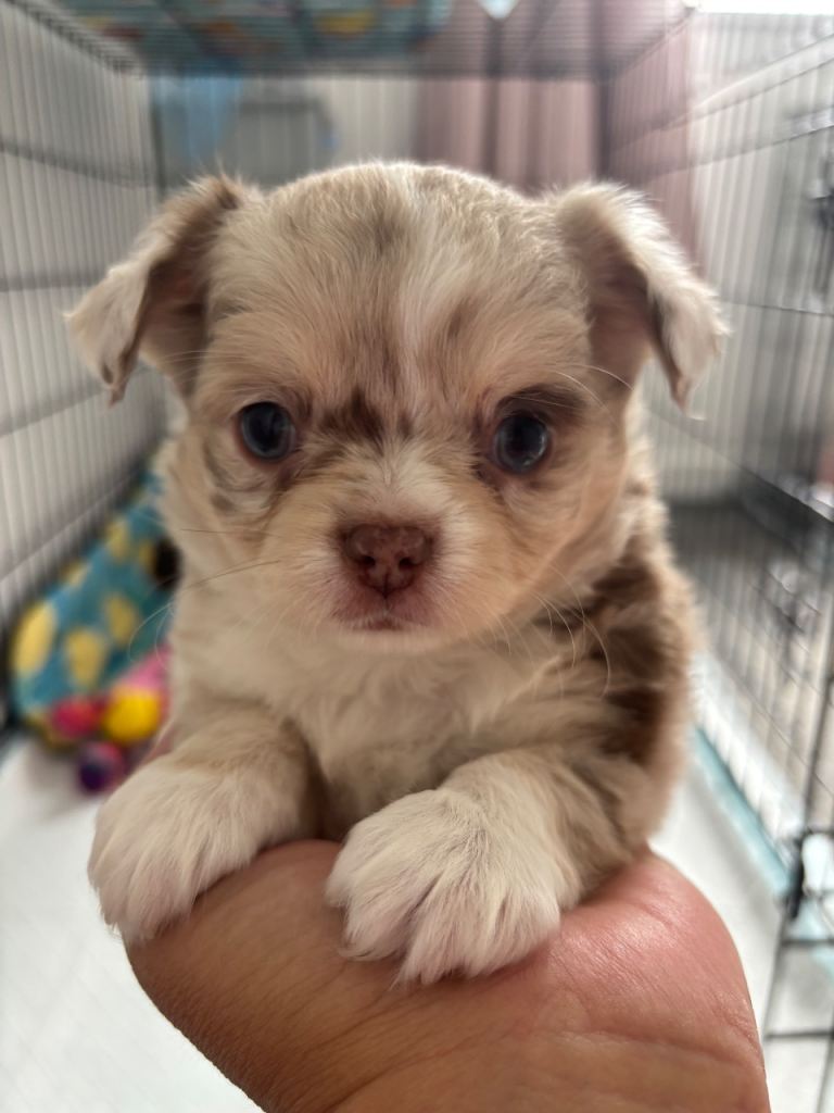 chihuahua puppies long coat