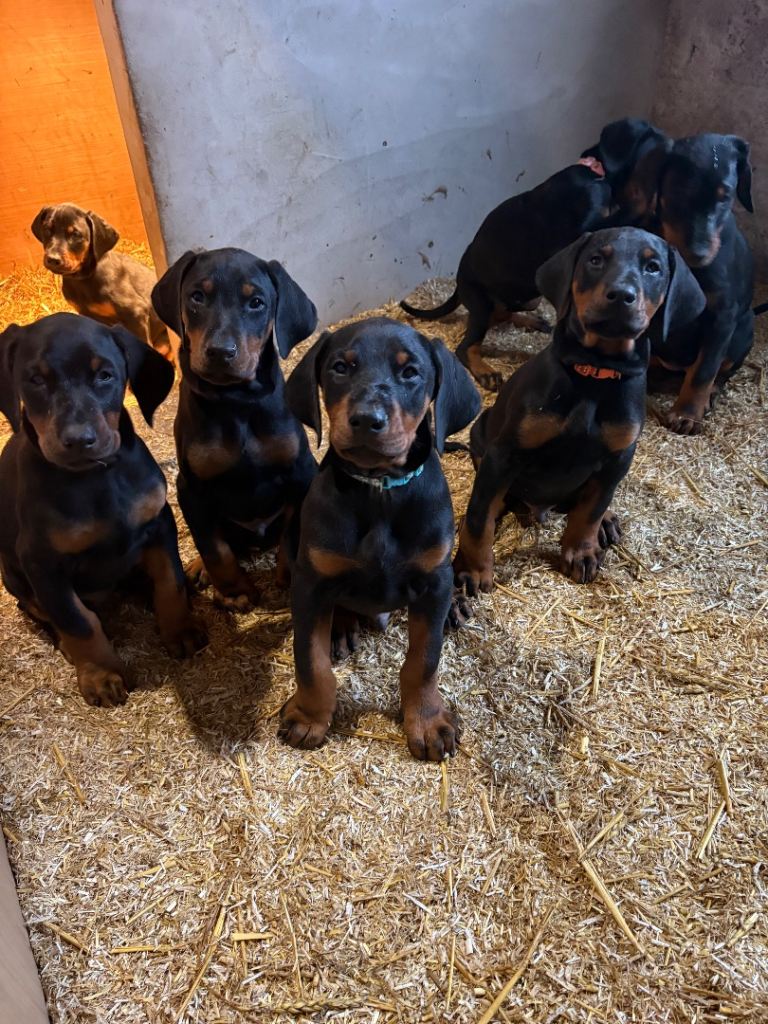 IKC Dobermann 