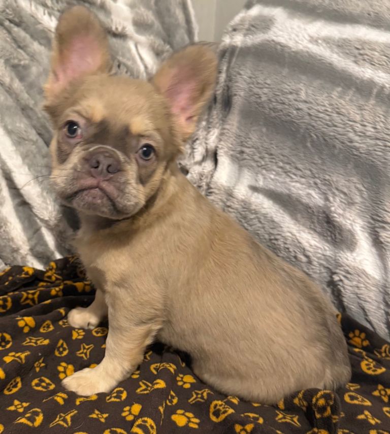 Quality Low Priced Fluffy Frenchie - Price Drop