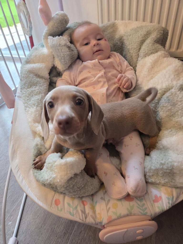 Beautiful mini dachshund puppy (Isabella)