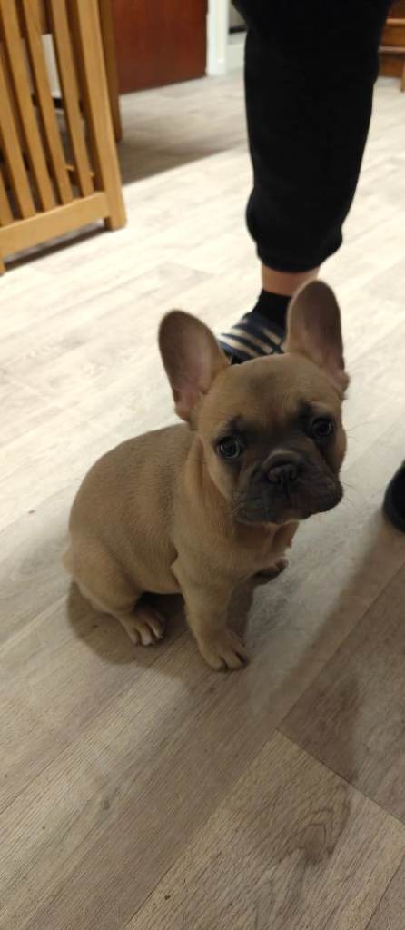 Unique and beautiful French bulldogs puppies 2 girls still available