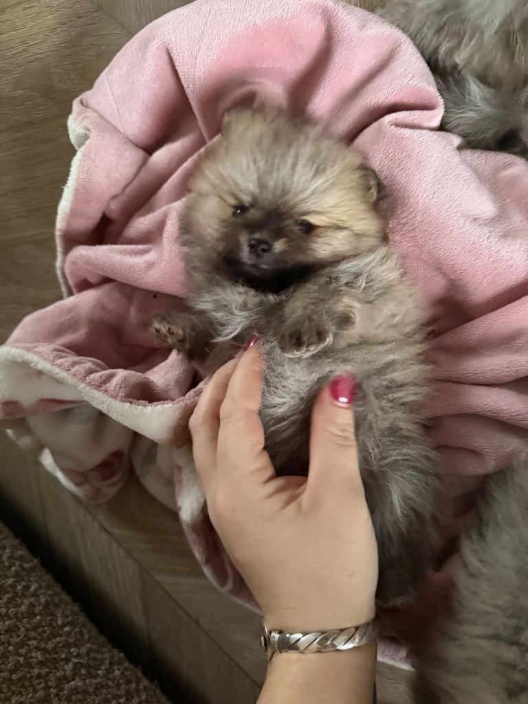 Kc registered Pomeranians 