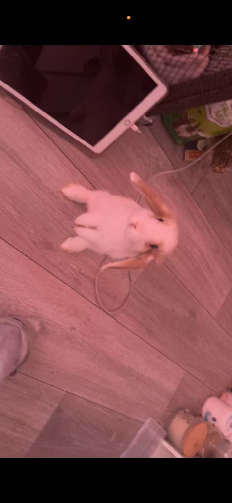 holland lop bunny 