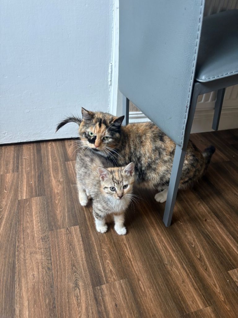 Kittens ready to leave
