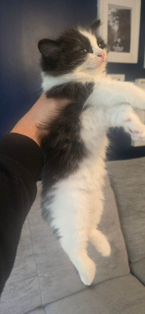 Ragdoll mixed kittens 