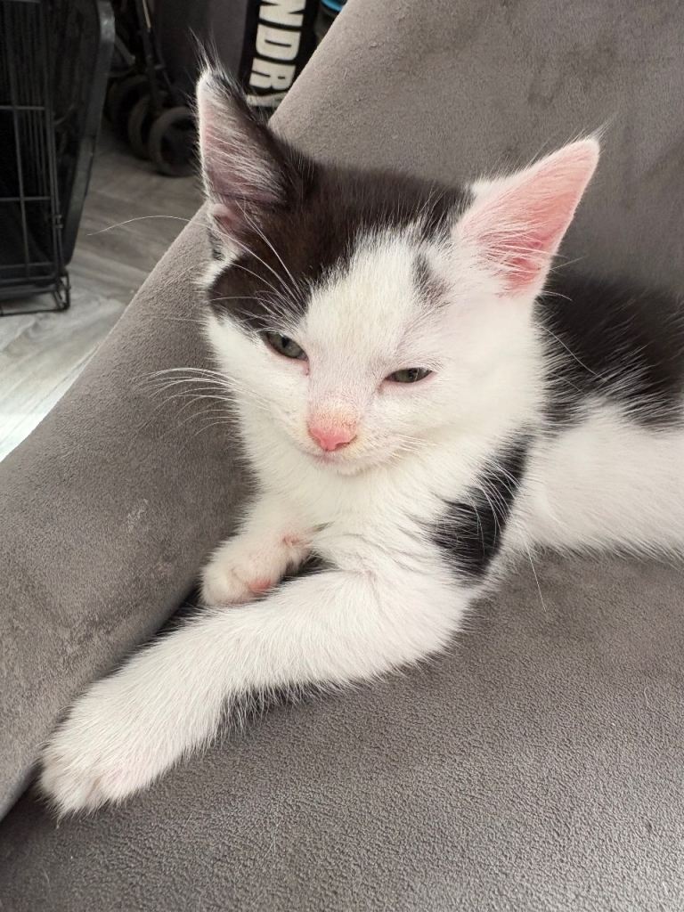 Two kittens looking for new homes