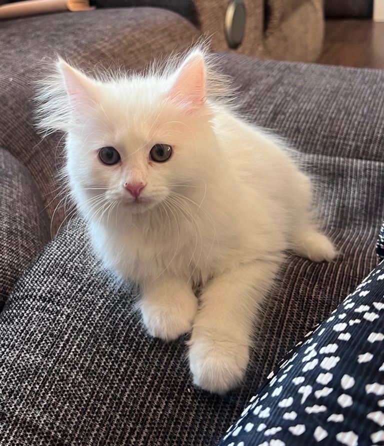 Female Ragdoll cross kitten