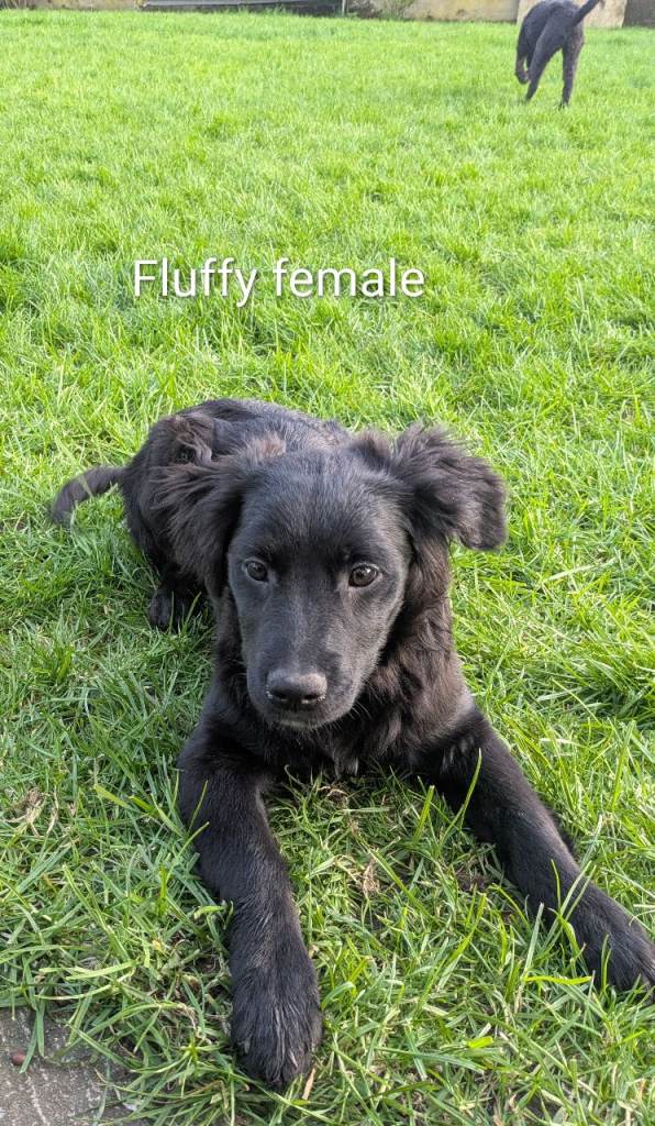 Whippet x Labrador x Rough Collie x Lurcher Cross