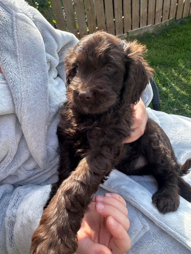 COCKAPOO PUPPIES