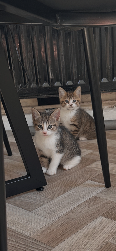 Kittens for sale 