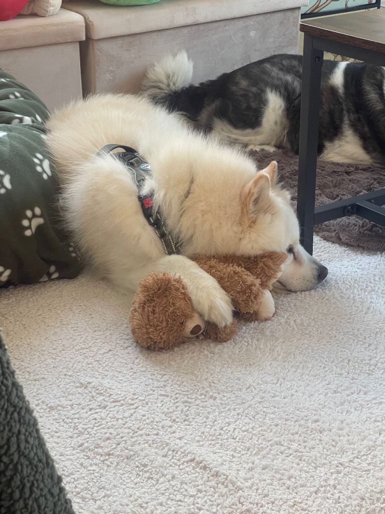 Samoyed boy for very sad sale URGENT