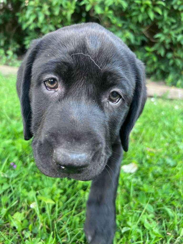 Beautiful Labrador puppies available