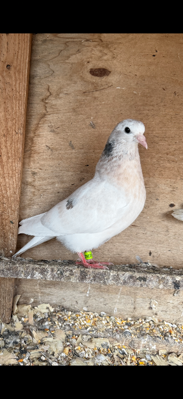 Birmingham rollers pigeons for sale 