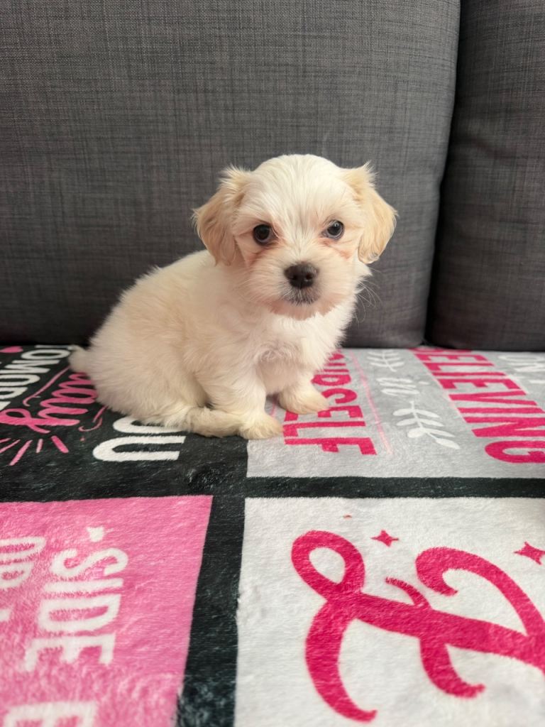 Bichon Maltese 