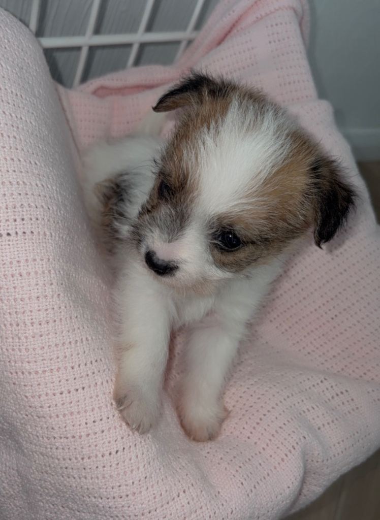 Jack Russell  