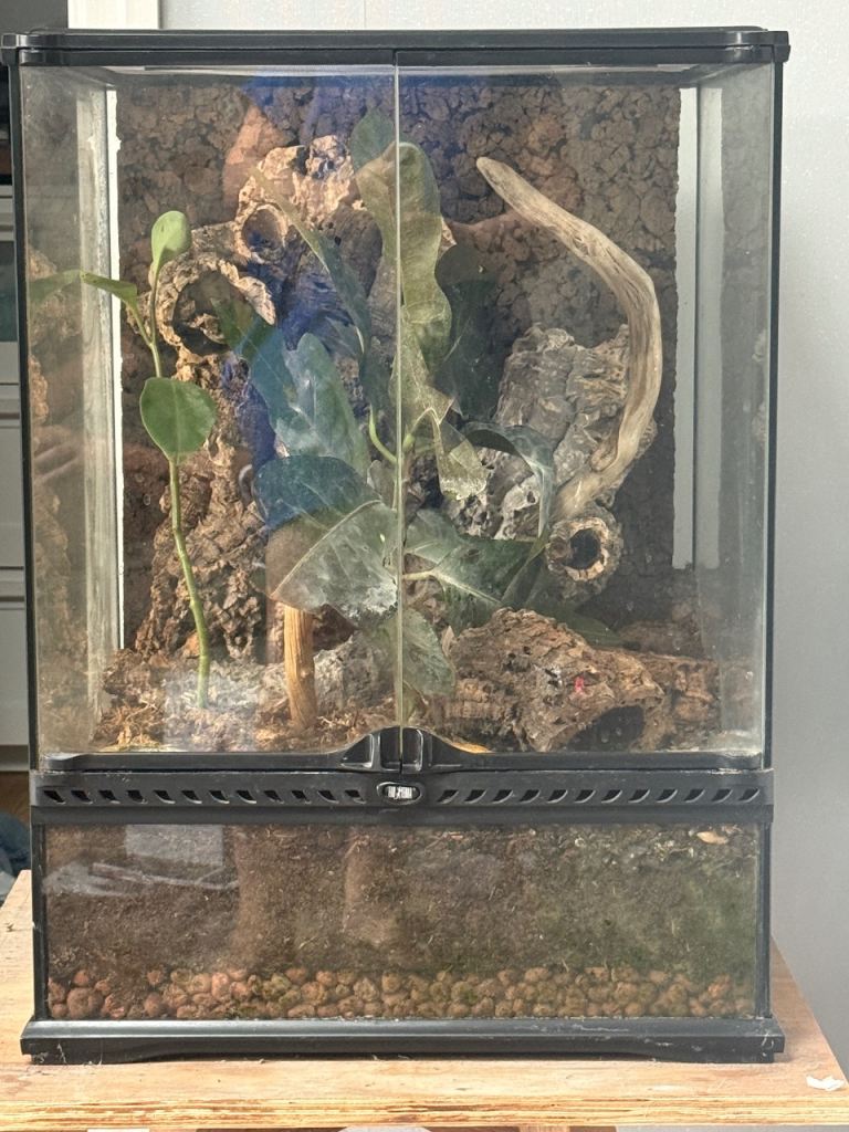 Exo Terra Reptile Vivarium with Live Plants & Cork Background