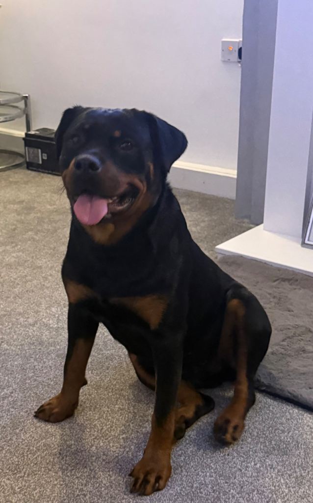 Rottweiler 