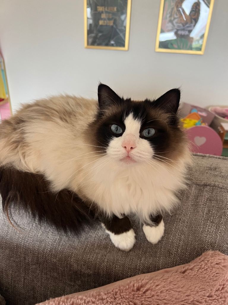 Handsome Ragdoll