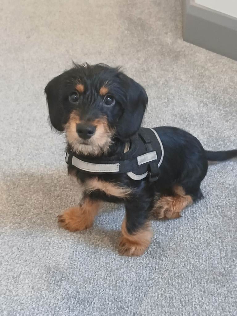 Miniature wirehaired dachshund 