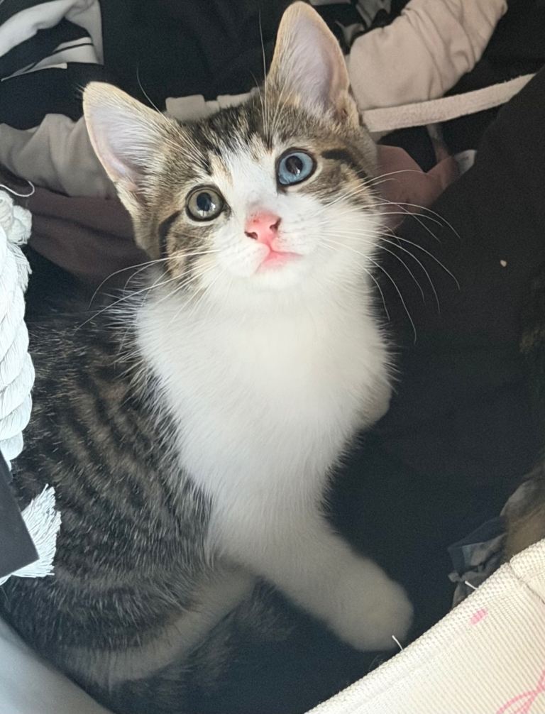(Not available)Beautiful Odd-Eyed Tabby Kitten 🐾