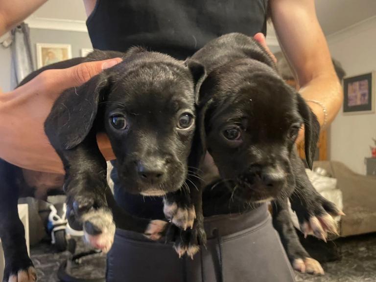 Puppies ready for there new home 