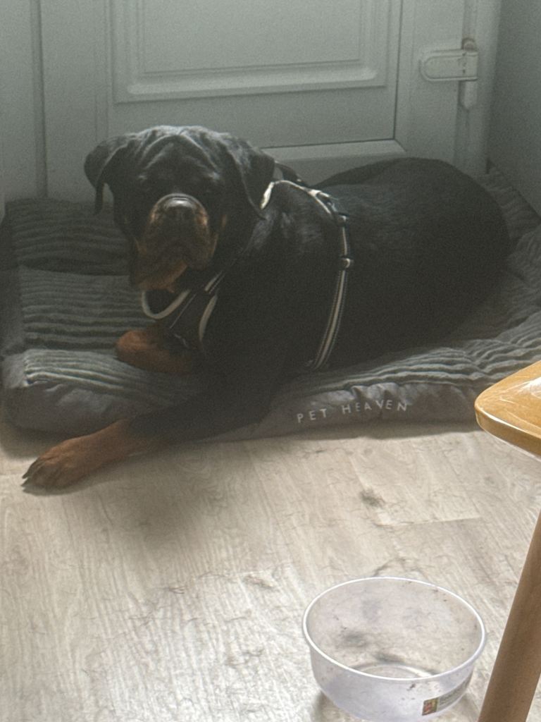 Beautiful Rottweiler needing rehomed