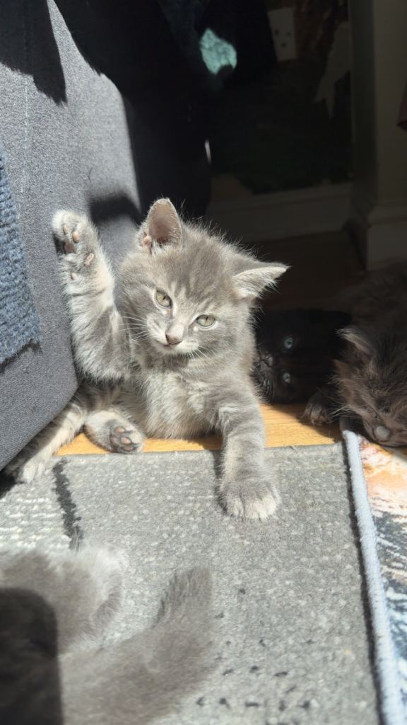 Norweign forest/Siberian kittens