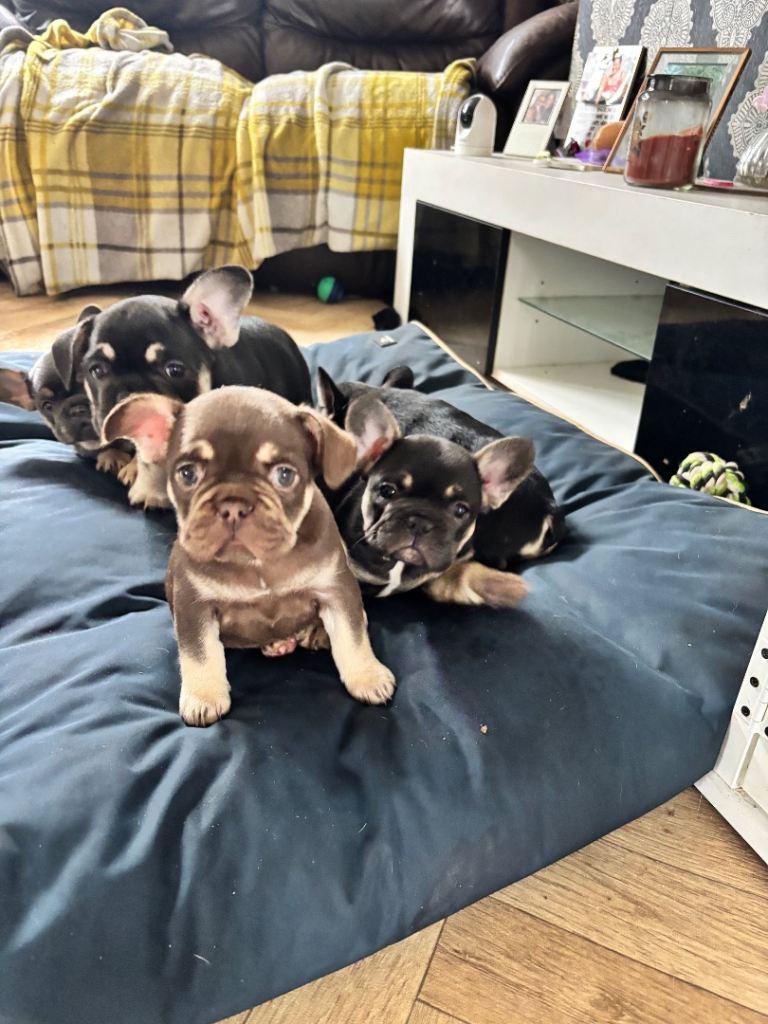 Beautiful Frenchie Puppies