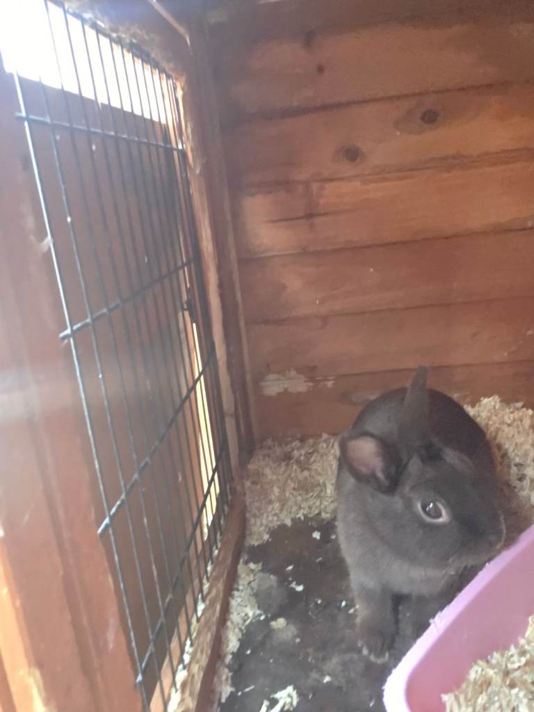 Netherland dwarf female