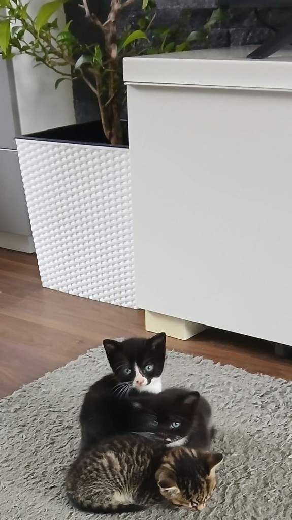 Kittens available for good homes