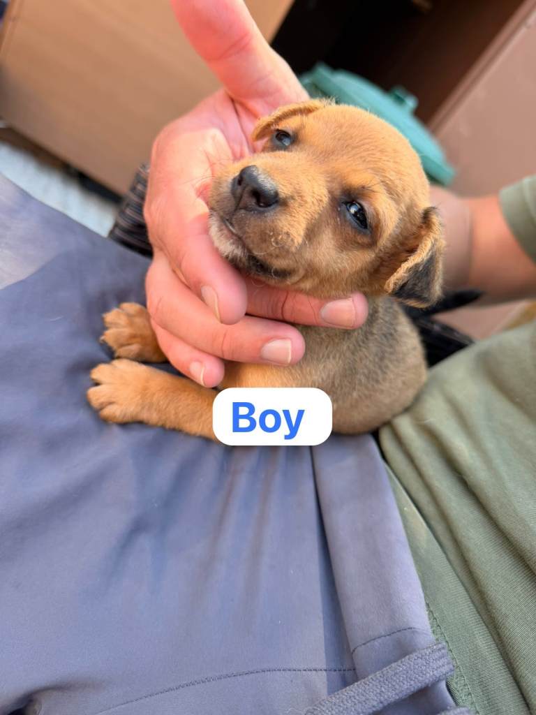Jack Russell dogs 1 boy laft ready to go now 