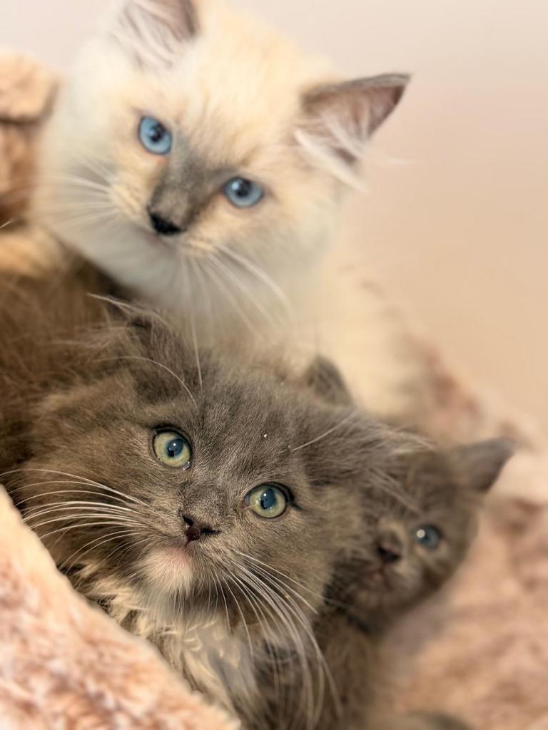 Beautiful Ragdoll x Persian kittens 