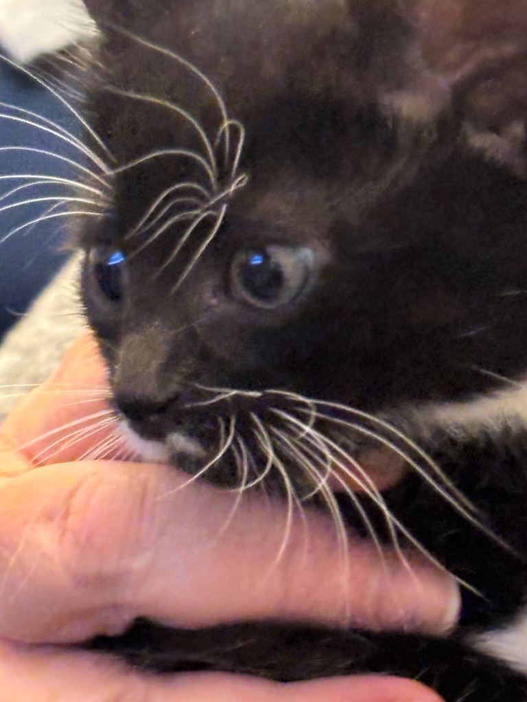 Male kitten for sale