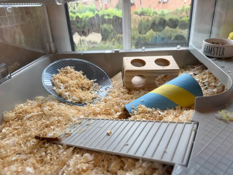 Syrian Hamster with Cage