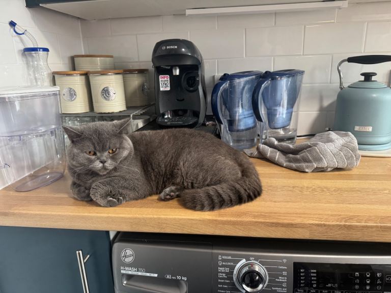 Blue British Shorthair Male