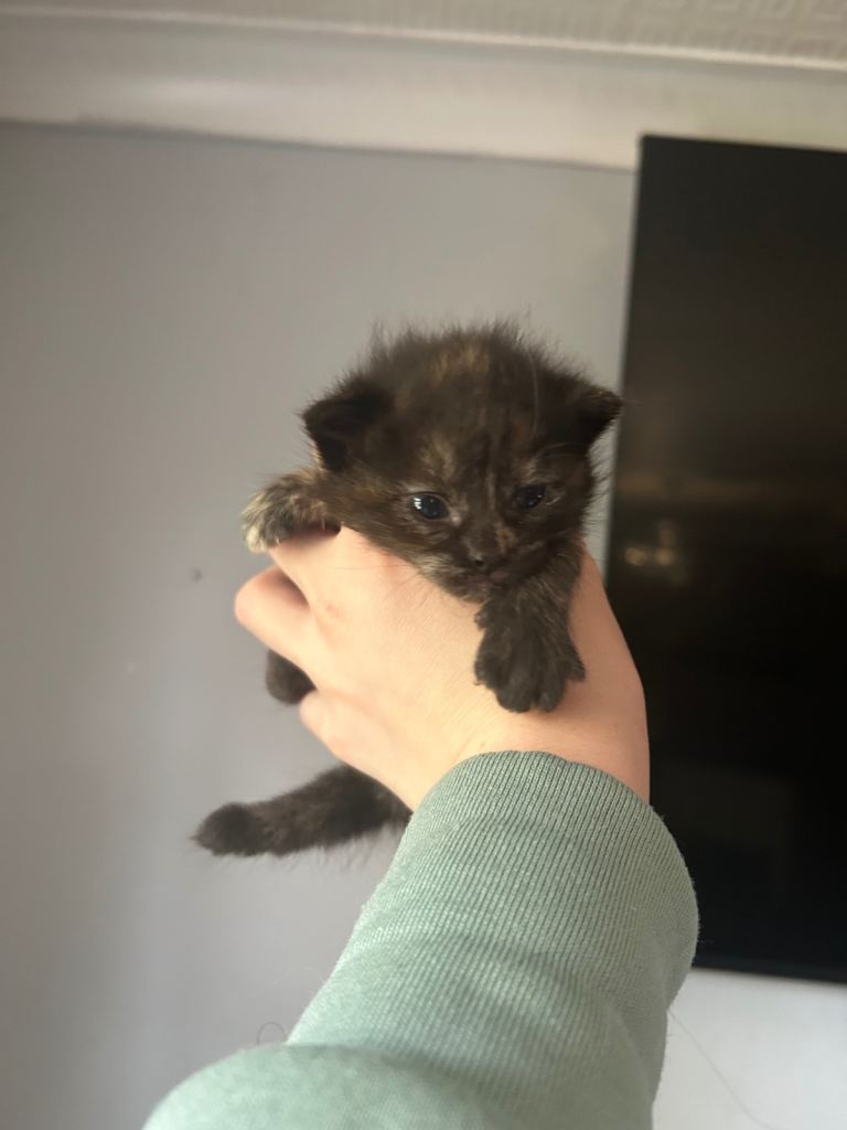 One kitten left 