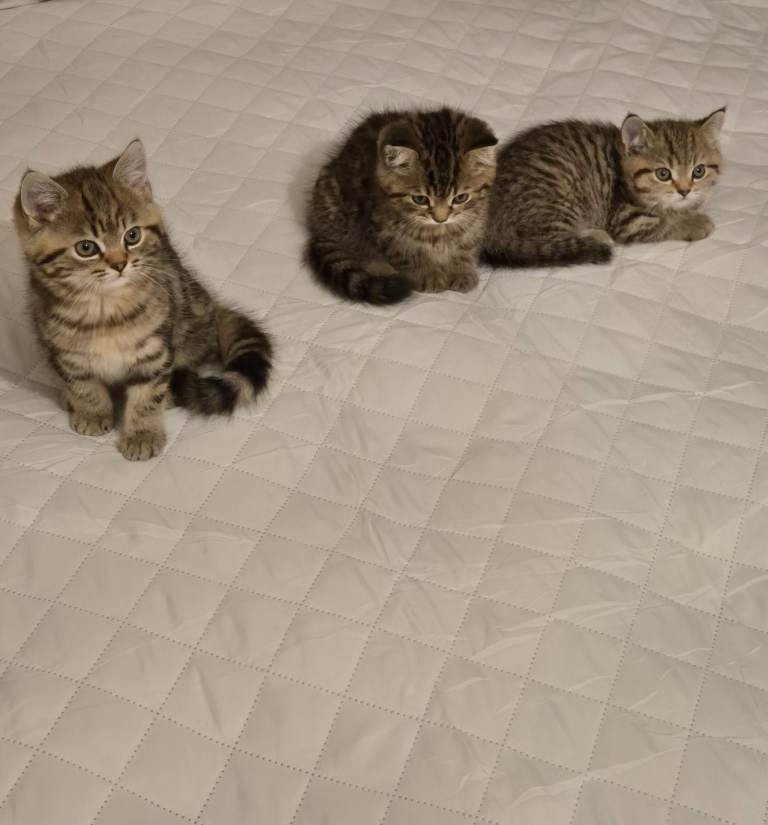 Exotic shorthair kittens male and female