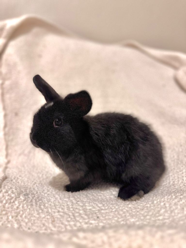 Baby female bunny for sale (lop / lionhead mix)