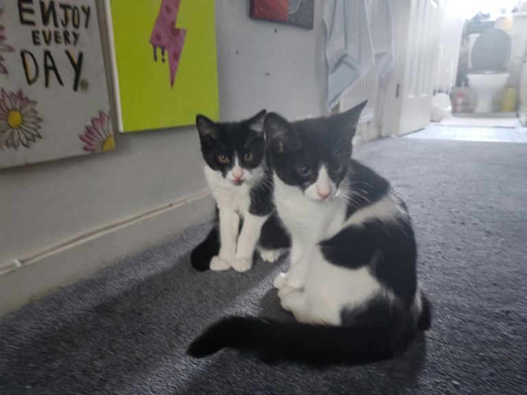 Adorable Kittens 😻