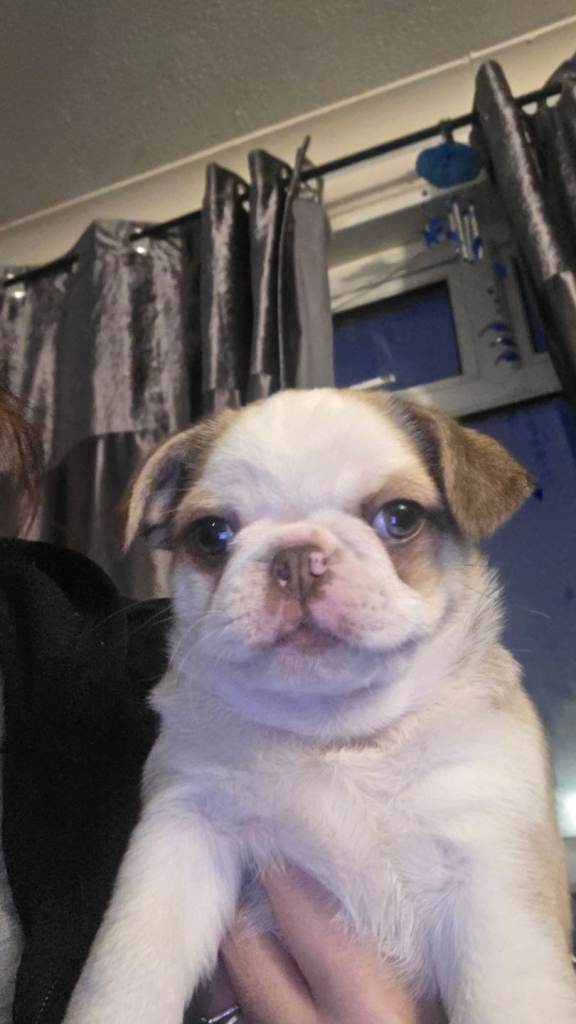 I have male and female left 8 weeks old ready to leave now 