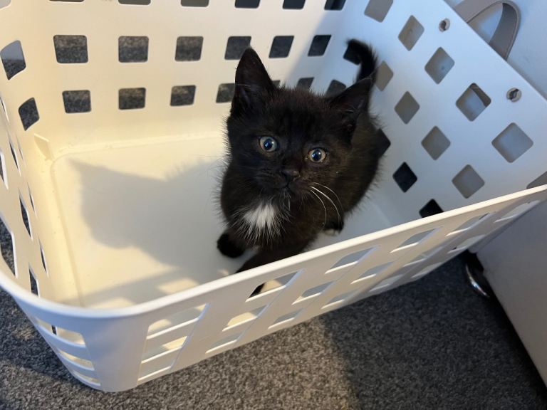 Adorable kitten