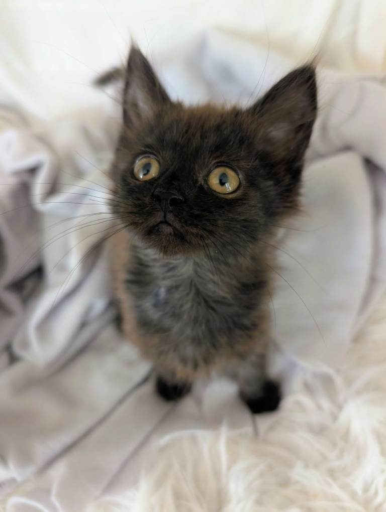 Gorgeous Kitten  - British Blue cross   RE AVAILABLE    