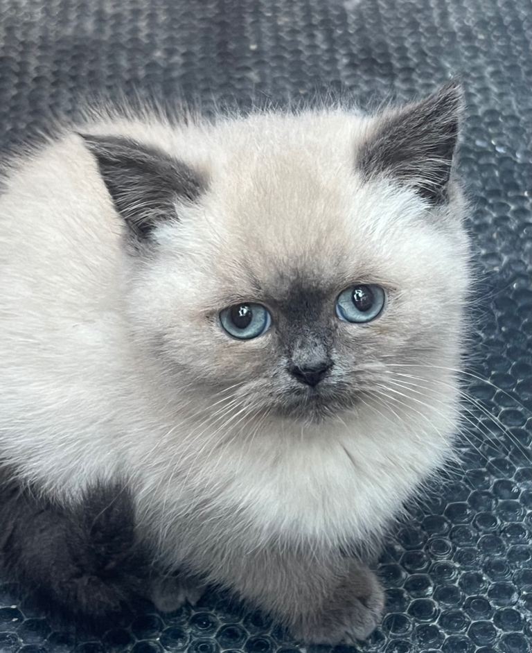 British shorthair blue and colourpoints kittens