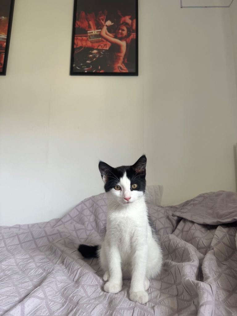 Adorable male cat looking for a loving home
