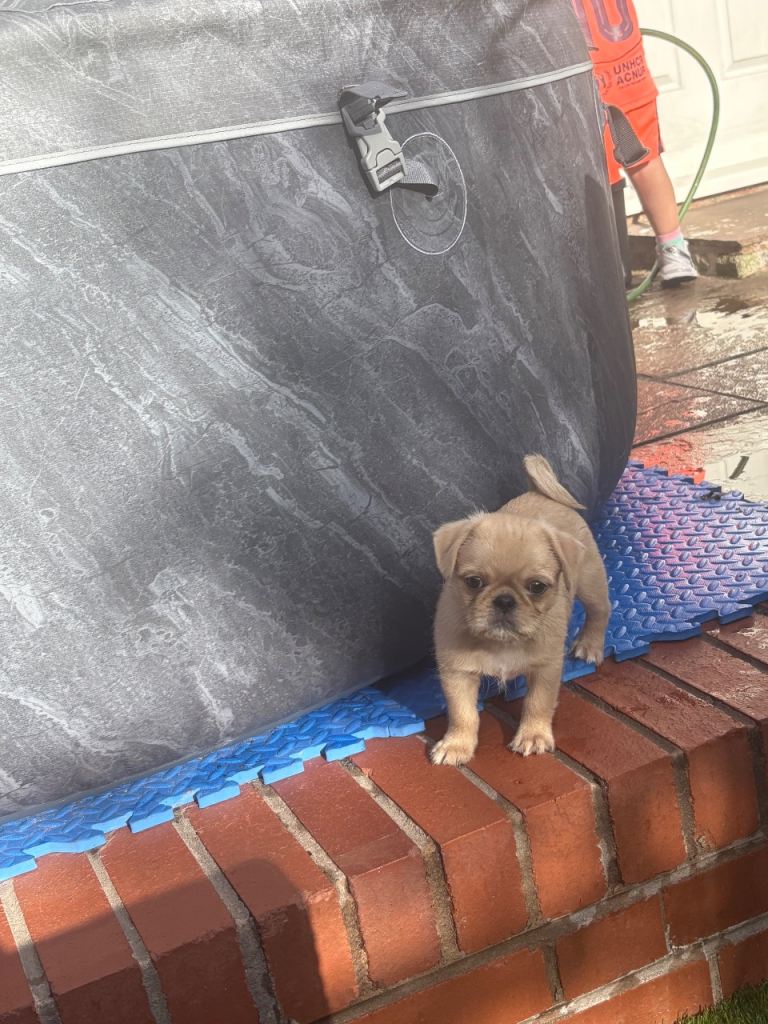Last pup Male