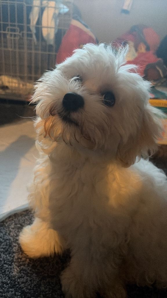 Bichon frise