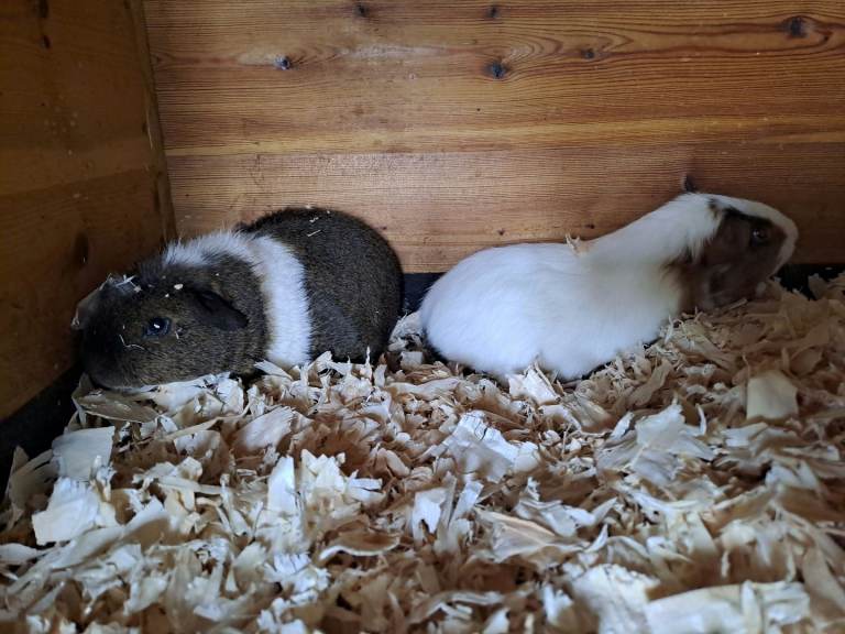 2 baby brother guinea-pigs searching for new loving home 