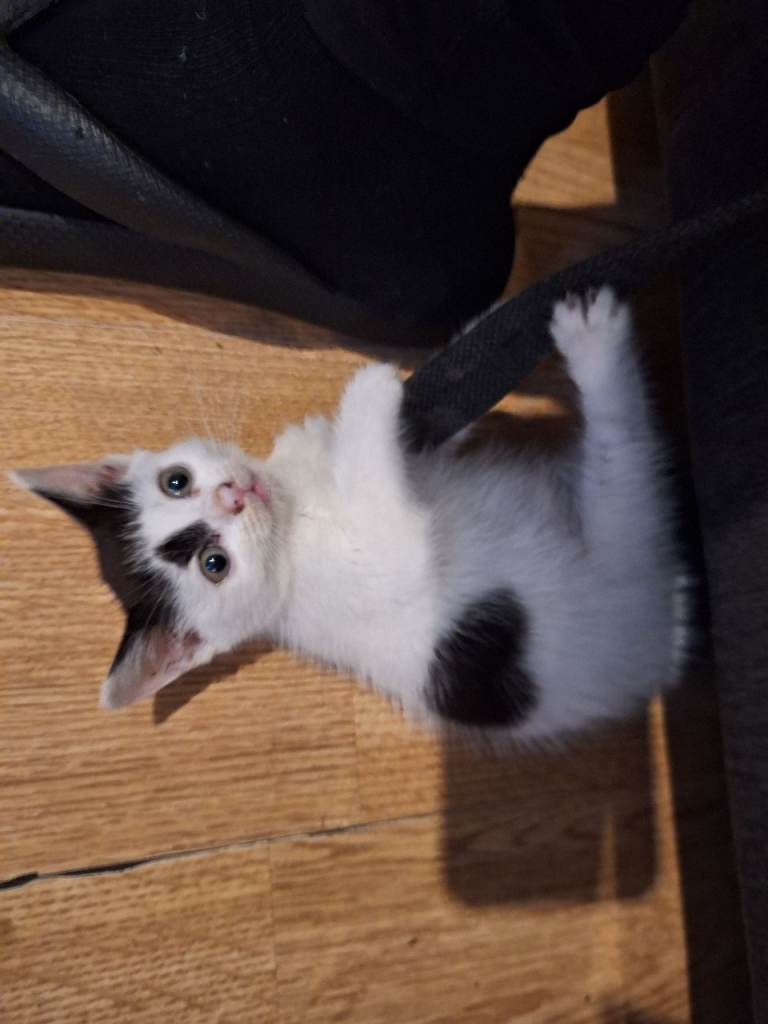 Beautiful male kitten for sale