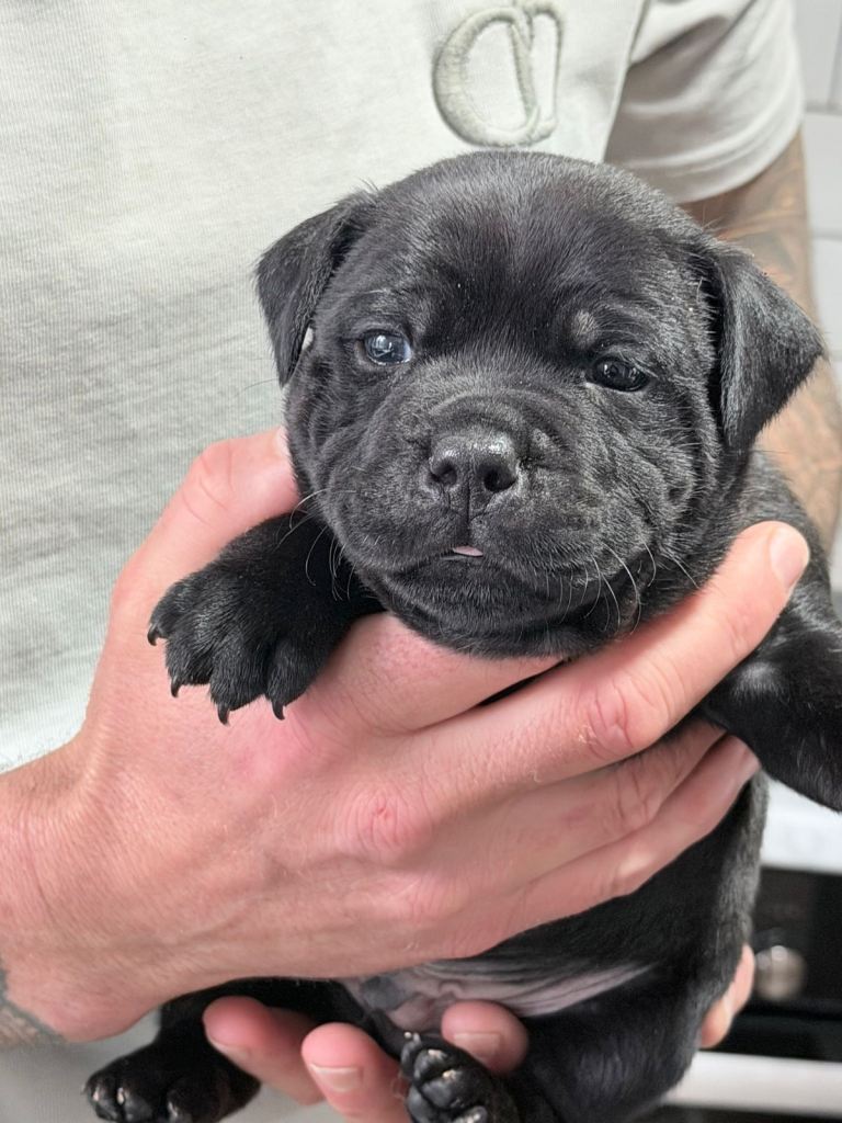 Staffordshire bull terrier staffy pups