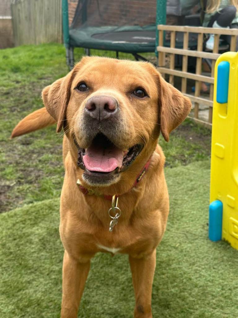 Golden Labrador for Adoption 